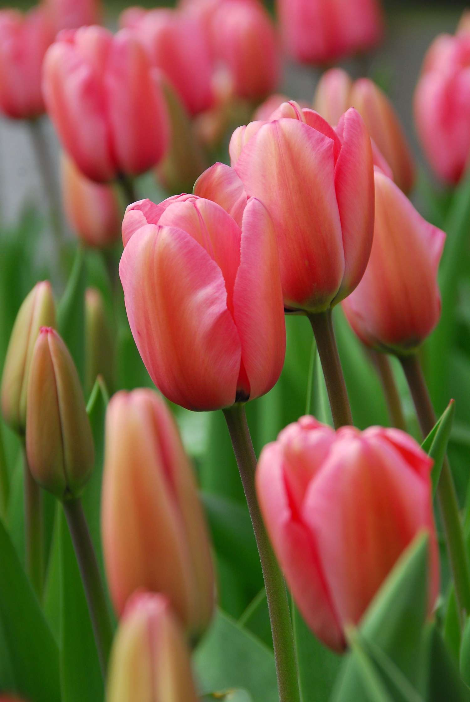 Tulppaani 'Pink Impression'